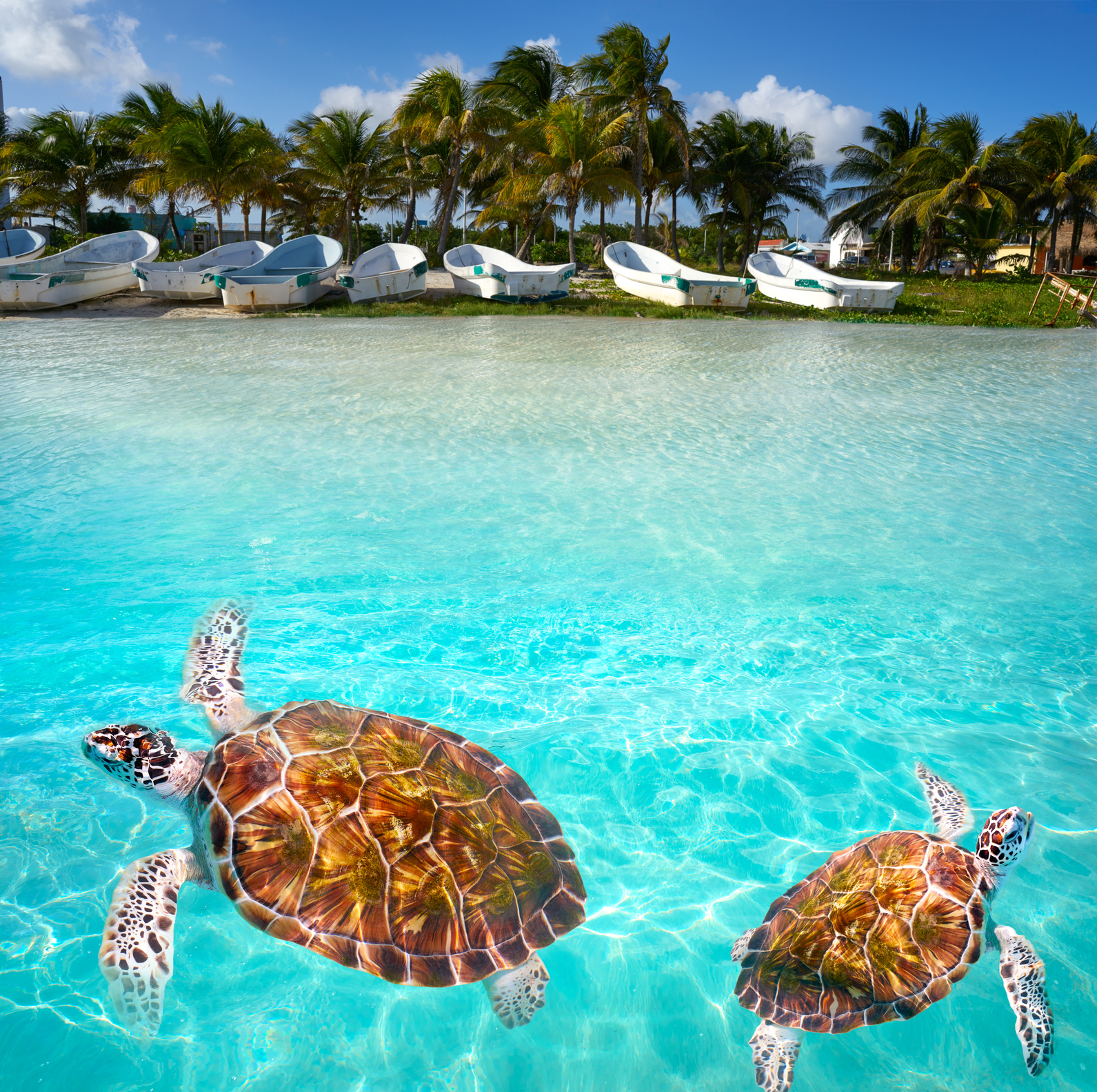 Mahahual Caribbean Beach Turtle 